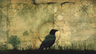 Crows could be the key to understanding alien intelligence